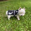 Thumbnail: Swish - Neon Reflective Dog Coat