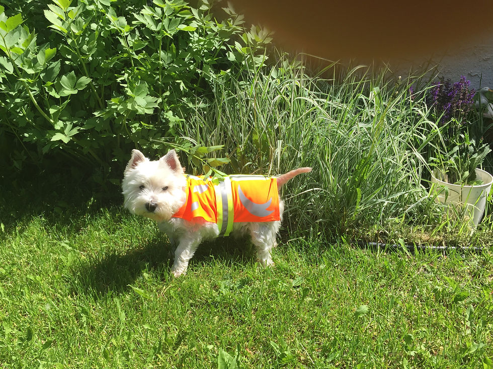 Thumbnail: Swish - Neon Reflective Dog Coat