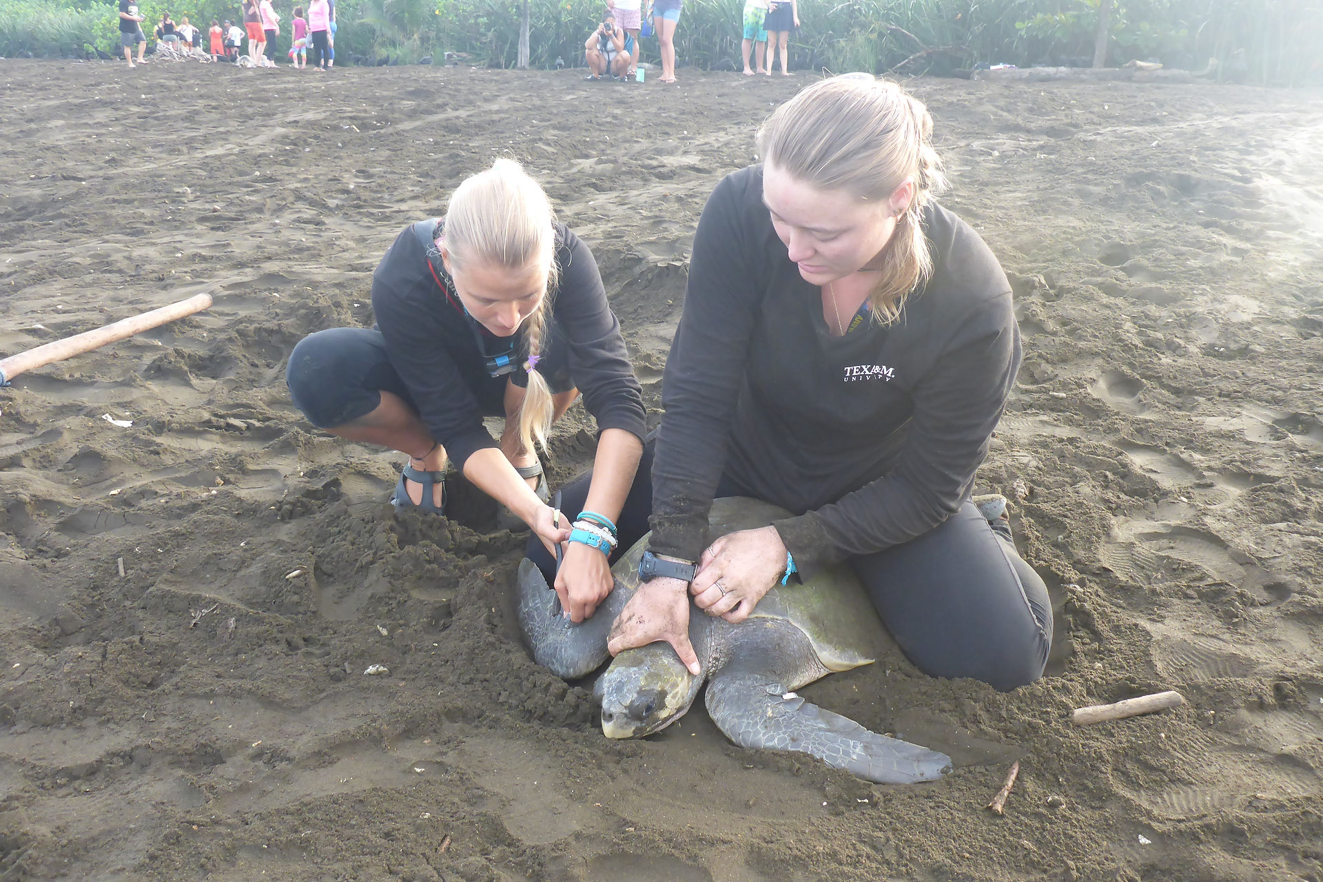 Tagging Turtle
