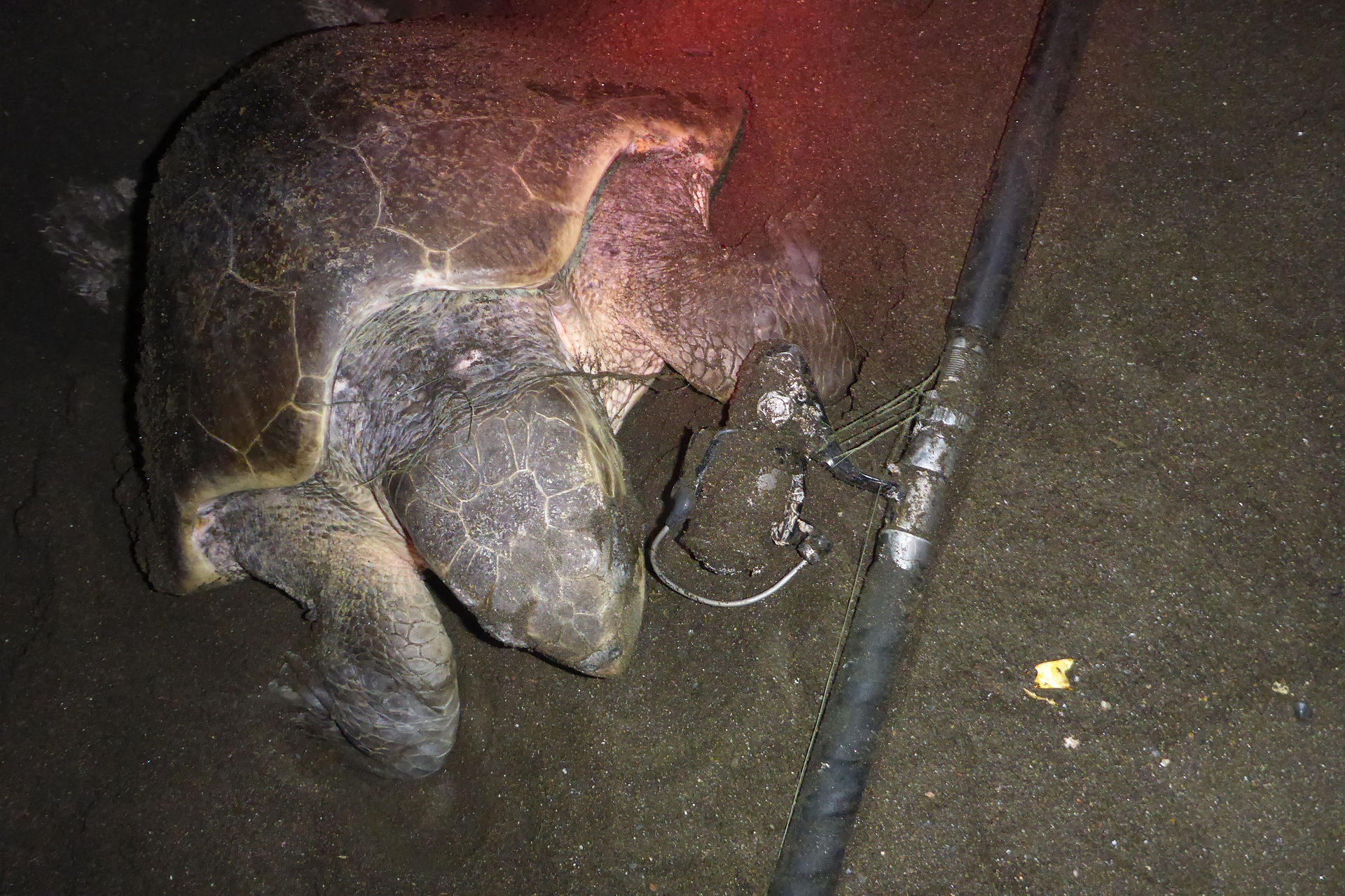 TurtleDragginFishingRod
