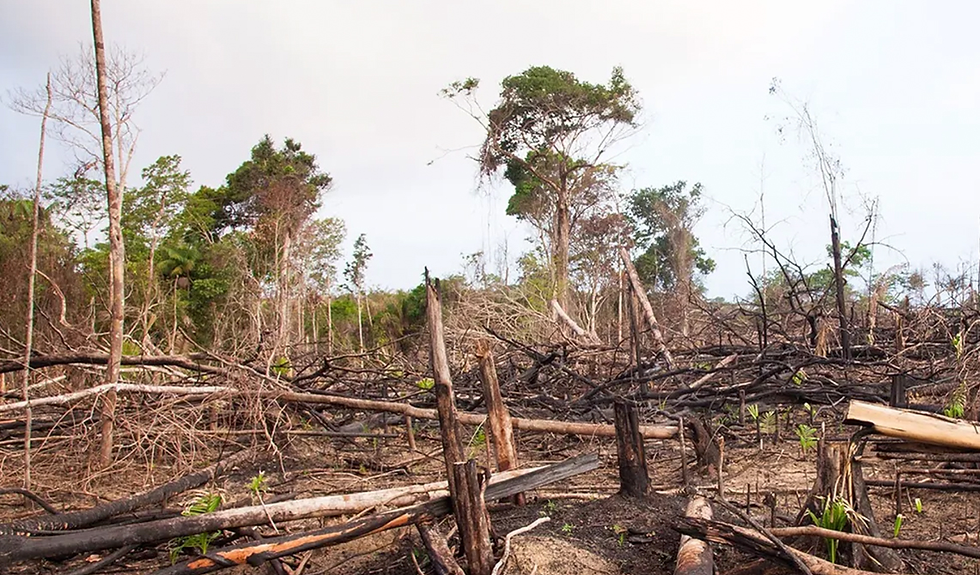 Deforestación en México