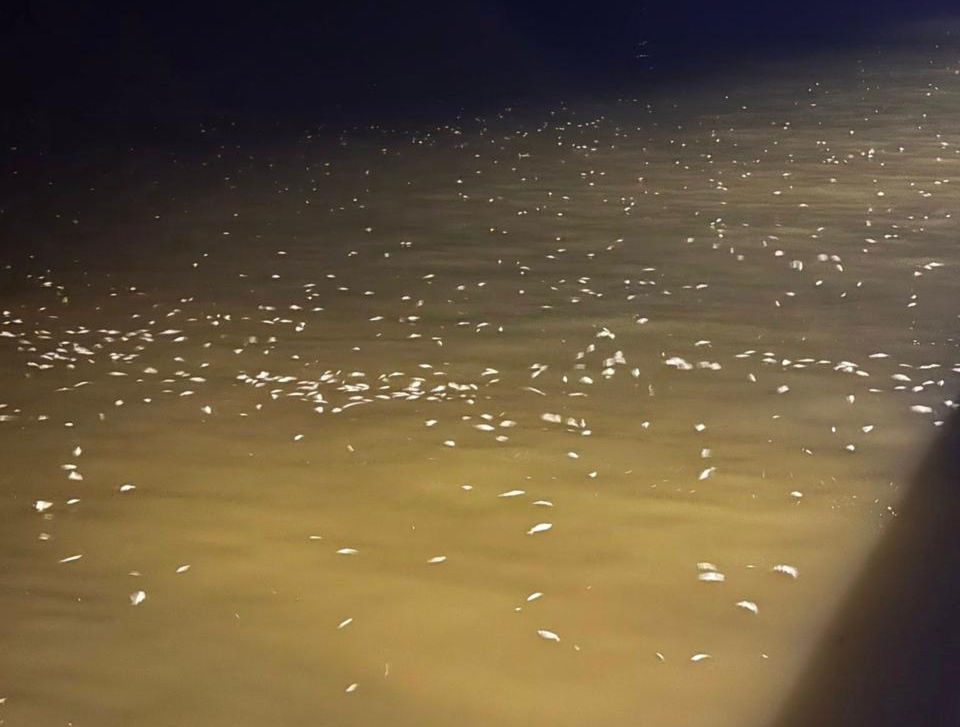 Aparecen peces muertos en Chuburná Puerto (TeleSur)