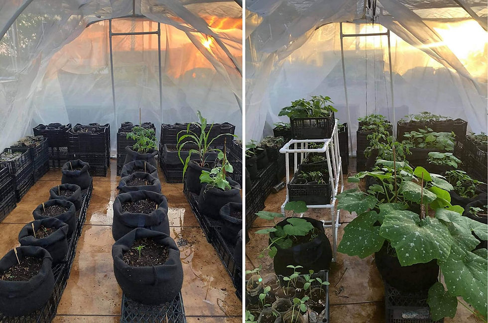 Proceso de crecimiento de hortalizas en Azotea Comestible