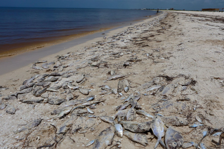 Peces muertos en Chuburná Puerto (HazRuido.mx)