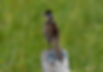 Lesser Roadrunner Birding Mexico