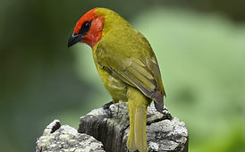 Red headed tanager (1).JPG