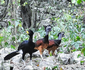 Great Curassow in northeast of tamaulipas