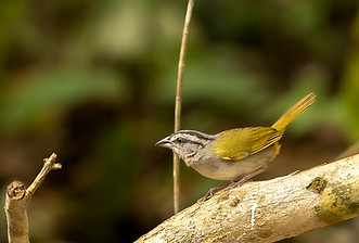 Green-backed Sparrow in the forest of the yucatan Peninsula