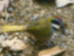 Collared Towhee
