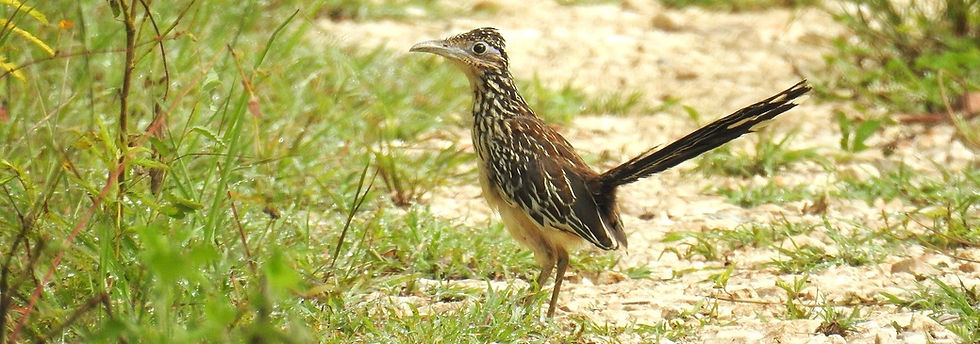 Geococcyx velox_Correcaminos Tropical_ed