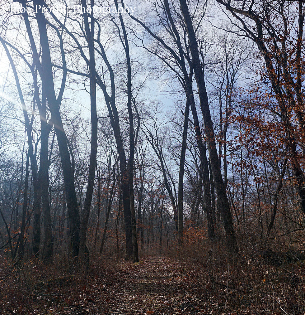 DSC01126-ink