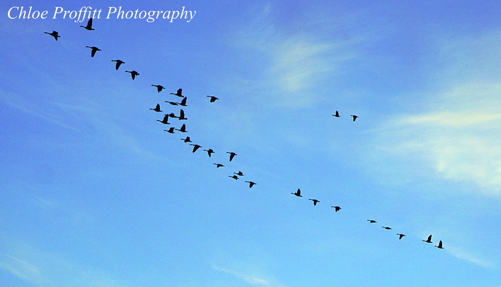 DSC01359-ink
