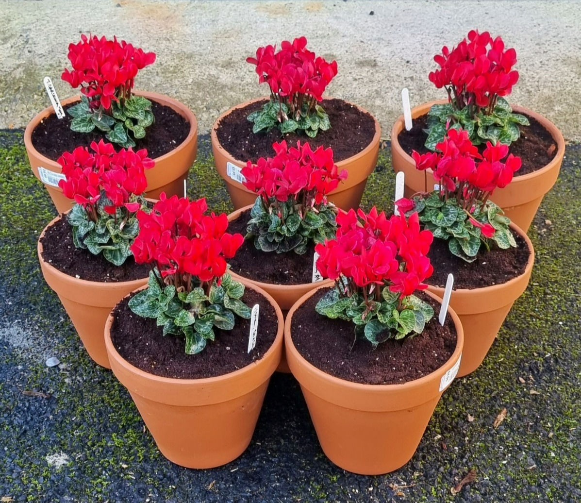 Terracotta with Cyclamen & Spring Bulbs (Large) each