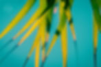 Palmetto Leaves II