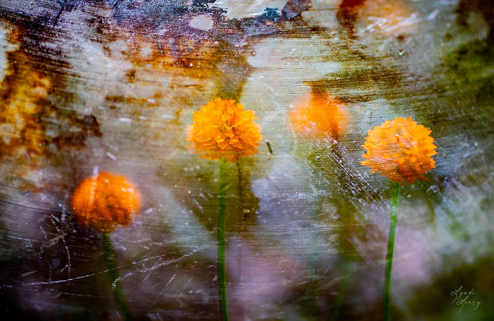 Orange Fields IV