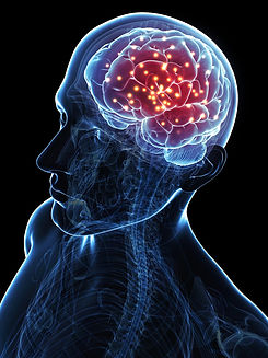 brain2.jpeg