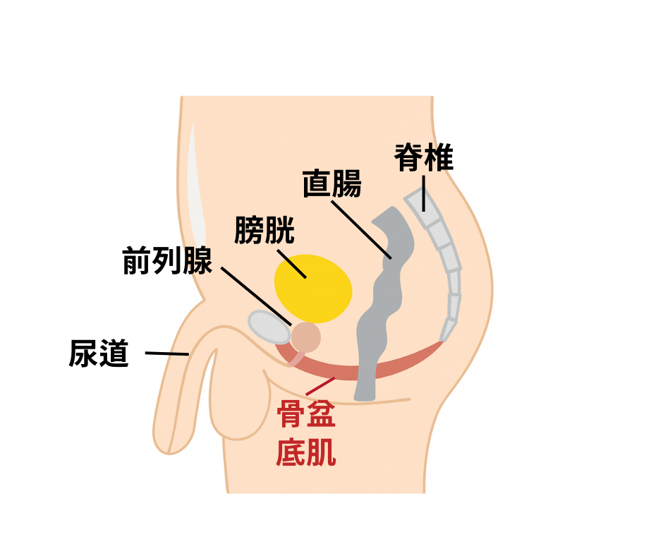 骨盆底肌