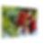 Thumbnail: Fruit Tree - Wall Art