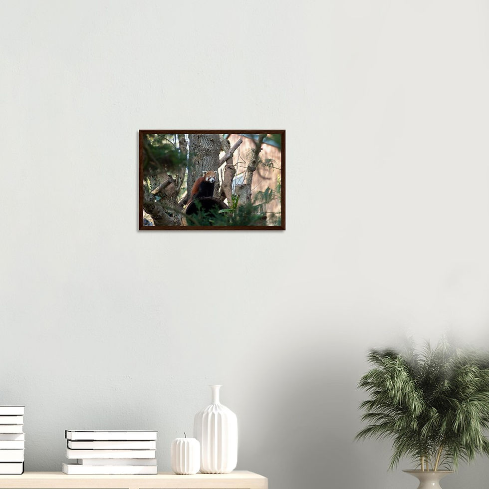 Thumbnail: Red Panda - Wall Art