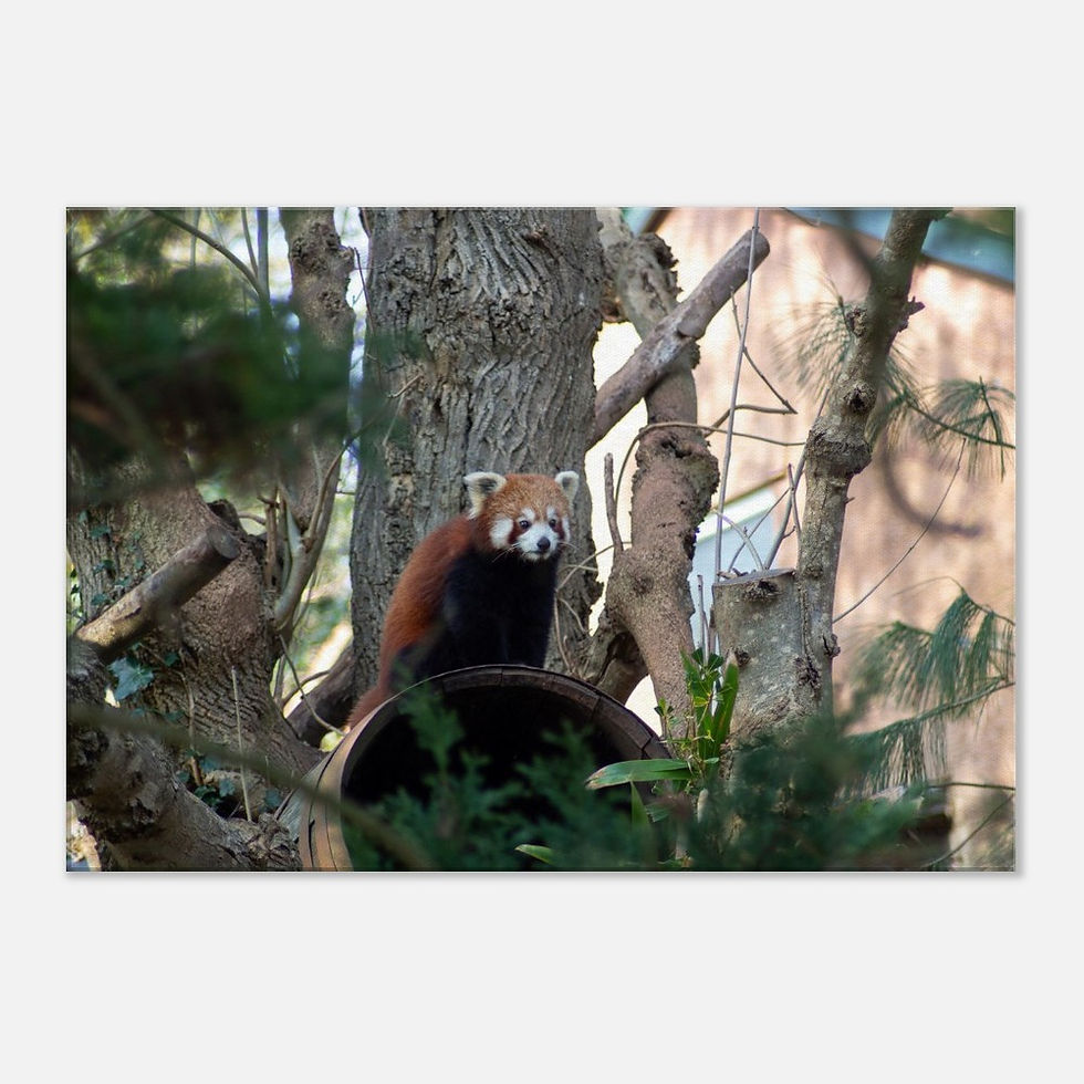Thumbnail: Red Panda - Wall Art