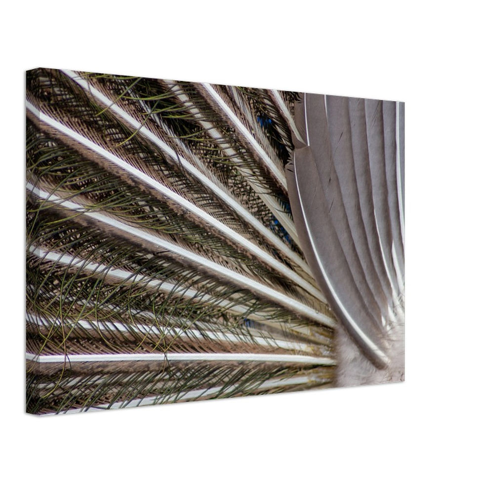 Thumbnail: Peacock Feathers - Wall Art