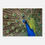 Thumbnail: Peacock - Wall Art