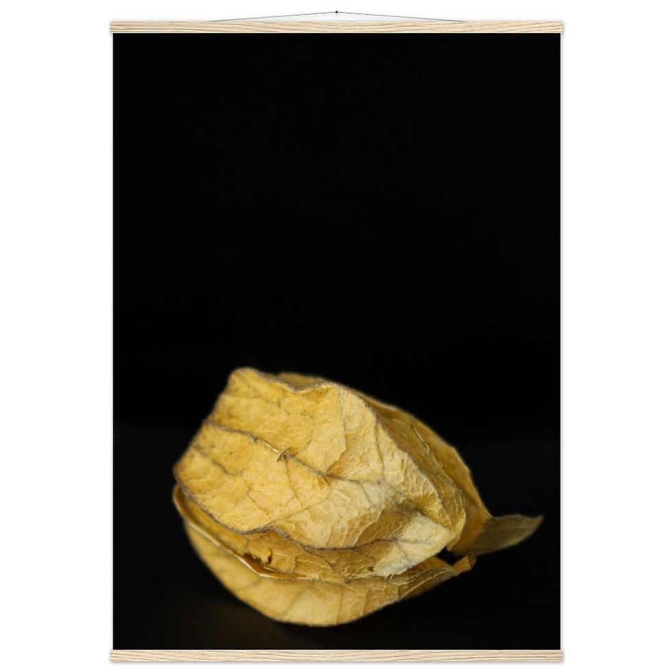 Thumbnail: Physalis - Wall Art