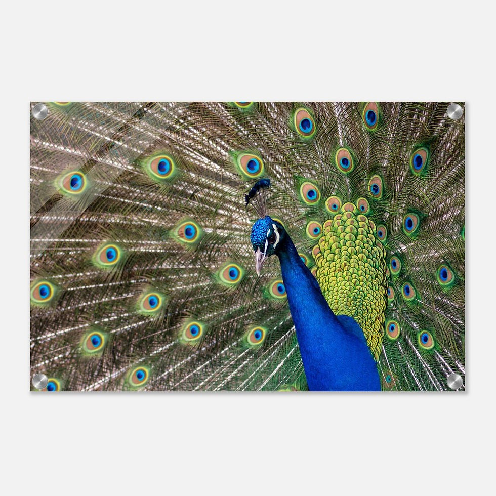 Thumbnail: Peacock - Wall Art