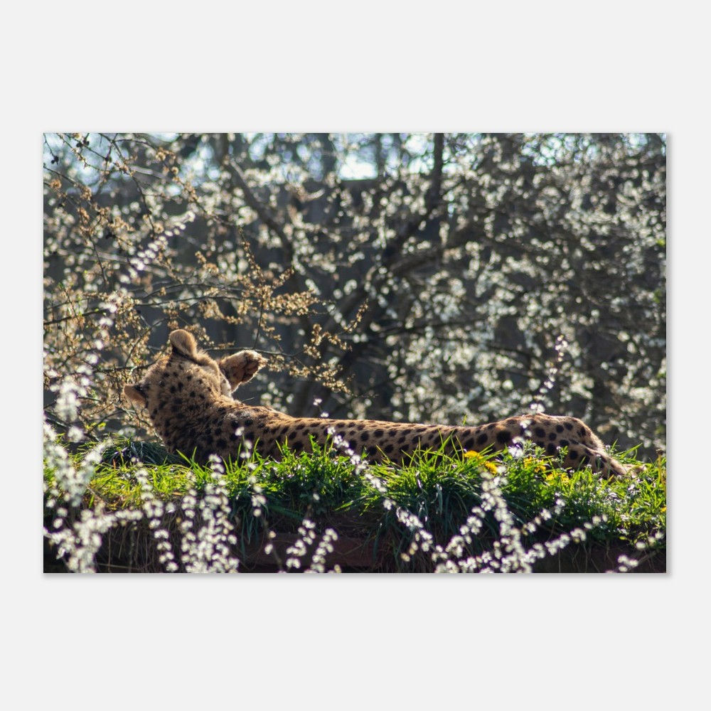 Sunbathing Cheetah - Wall Art
