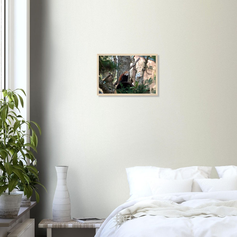 Thumbnail: Red Panda - Wall Art