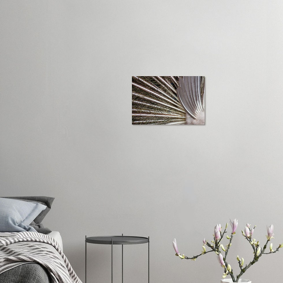 Thumbnail: Peacock Feathers - Wall Art