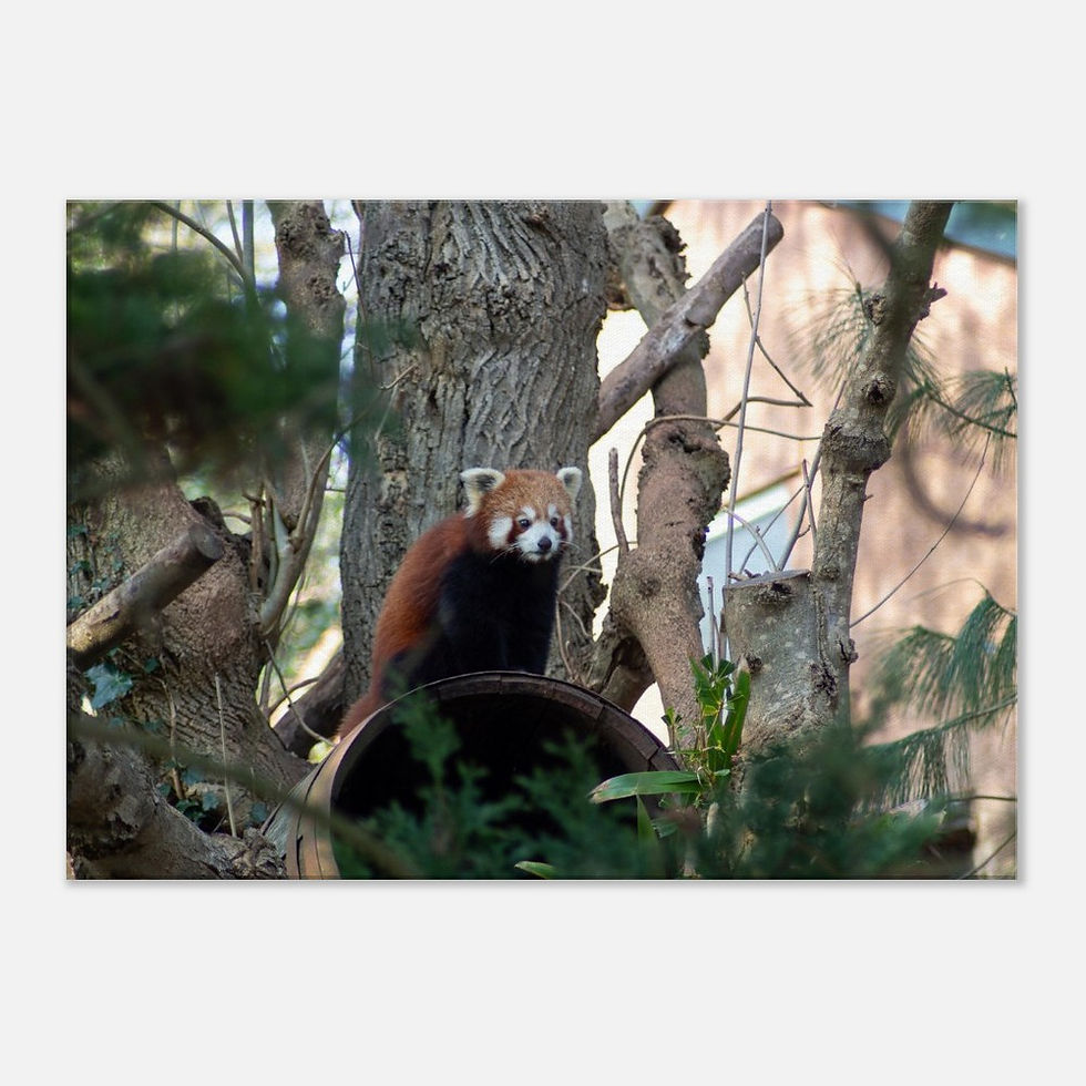Thumbnail: Red Panda - Wall Art