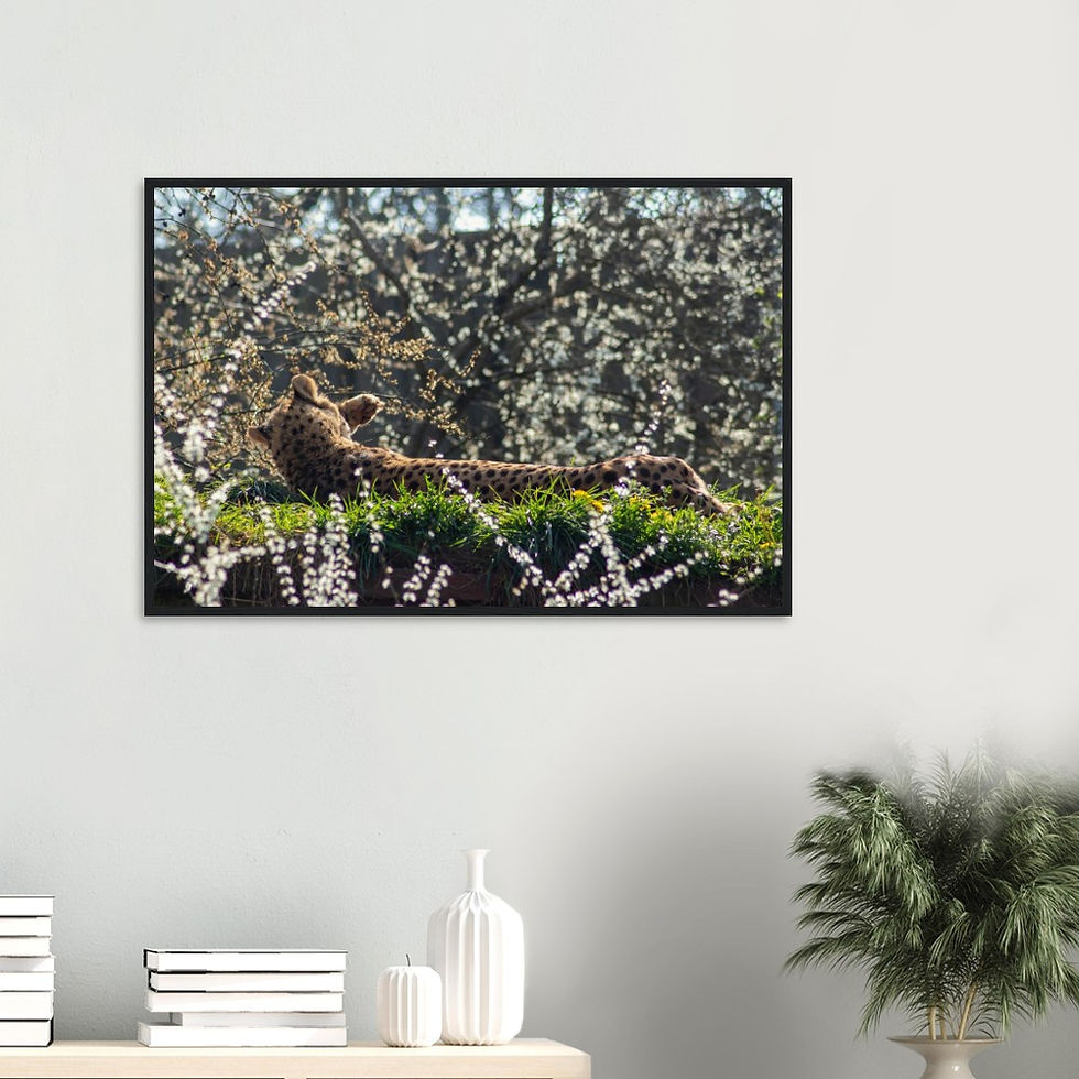 Thumbnail: Sunbathing Cheetah - Wall Art