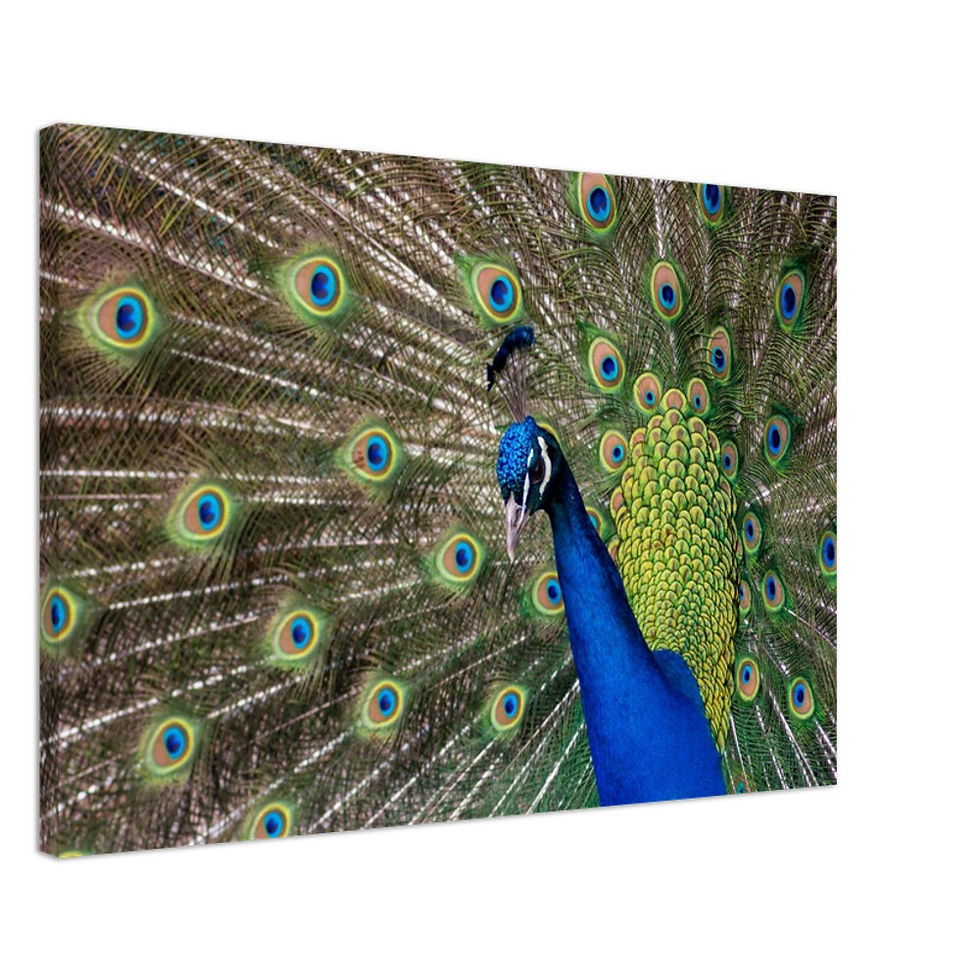 Thumbnail: Peacock - Wall Art