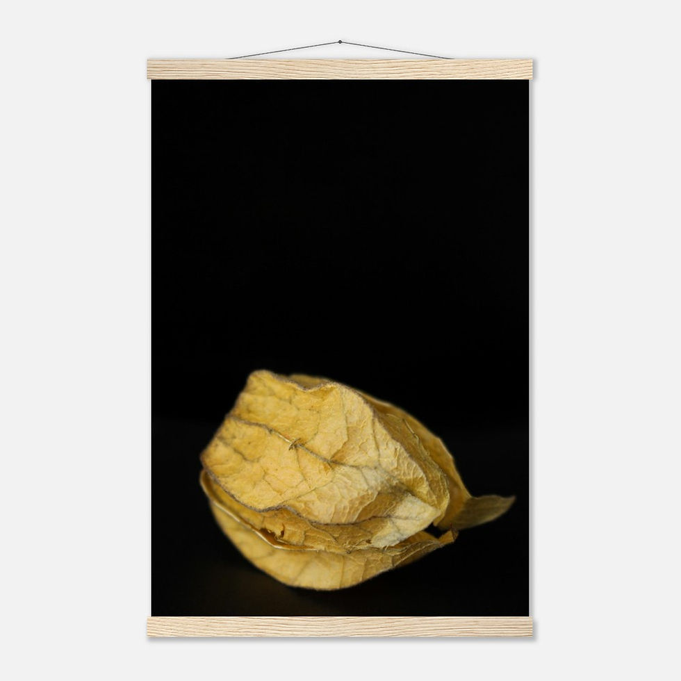 Thumbnail: Physalis - Wall Art