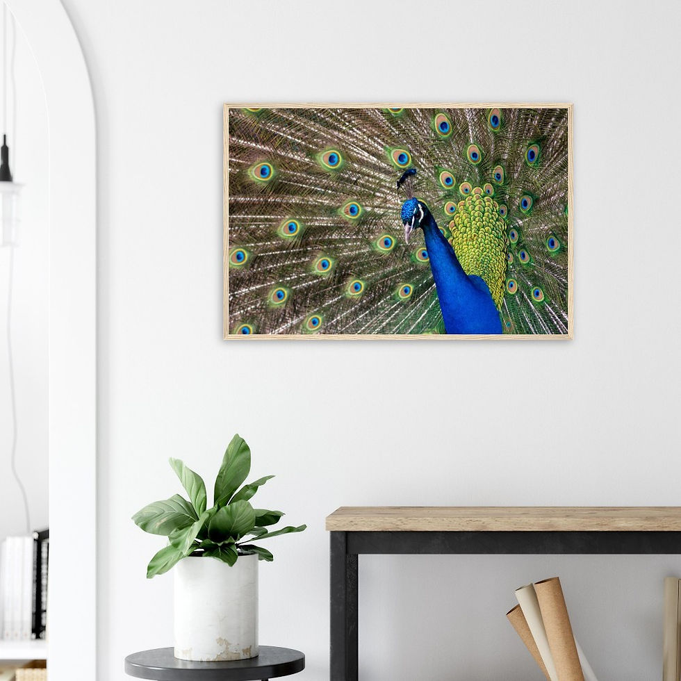 Thumbnail: Peacock - Wall Art
