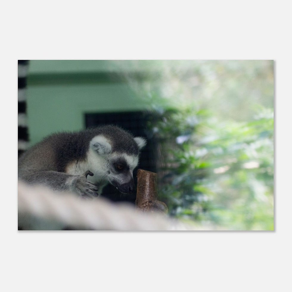 Thumbnail: Lemur - Wall Art