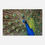 Thumbnail: Peacock - Wall Art