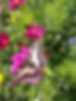 IMG-20180808-WA0052.jpg