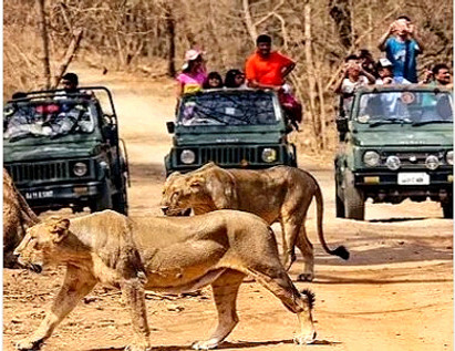 Safari Of Sasan Gir & Devaliya .
