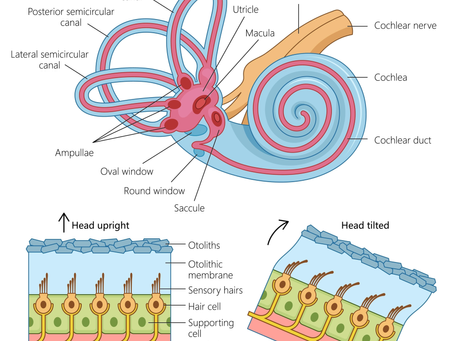 なぜ「目」と「耳」を鍛えると運動能力が爆上がりするのか?