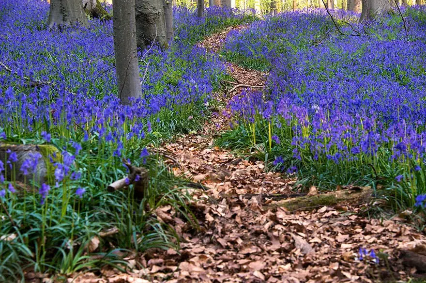 fleurs-bleues-1.webp