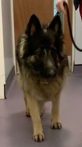 Kai German Shepherd