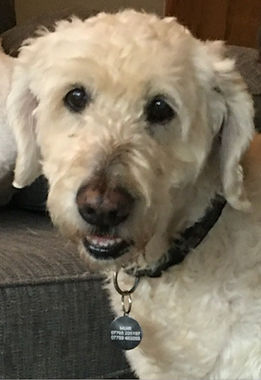 Ozzie Osteoarthritis