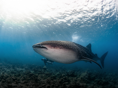 Whale shark cruising near the surface in South Ari Atoll