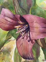 LeylandCandice.Trillium.400.jpeg