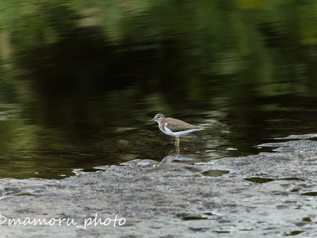 チョコチョコ歩く She walks pretty.