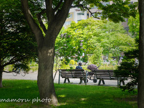 初夏の札幌 Sapporo in early summer.