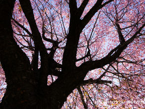 春爛漫 Spring full bloom.