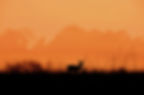 deer-3.jpg